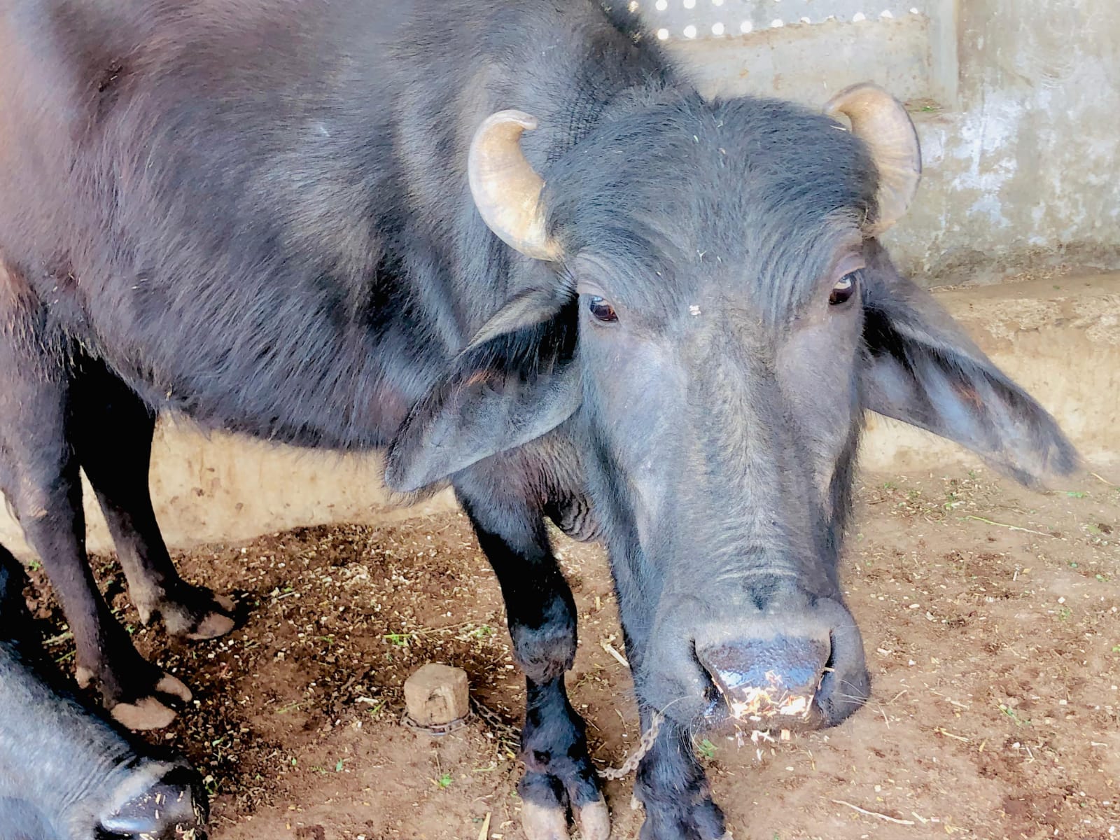 RADHARAJ ORGANIC - Gallery 5