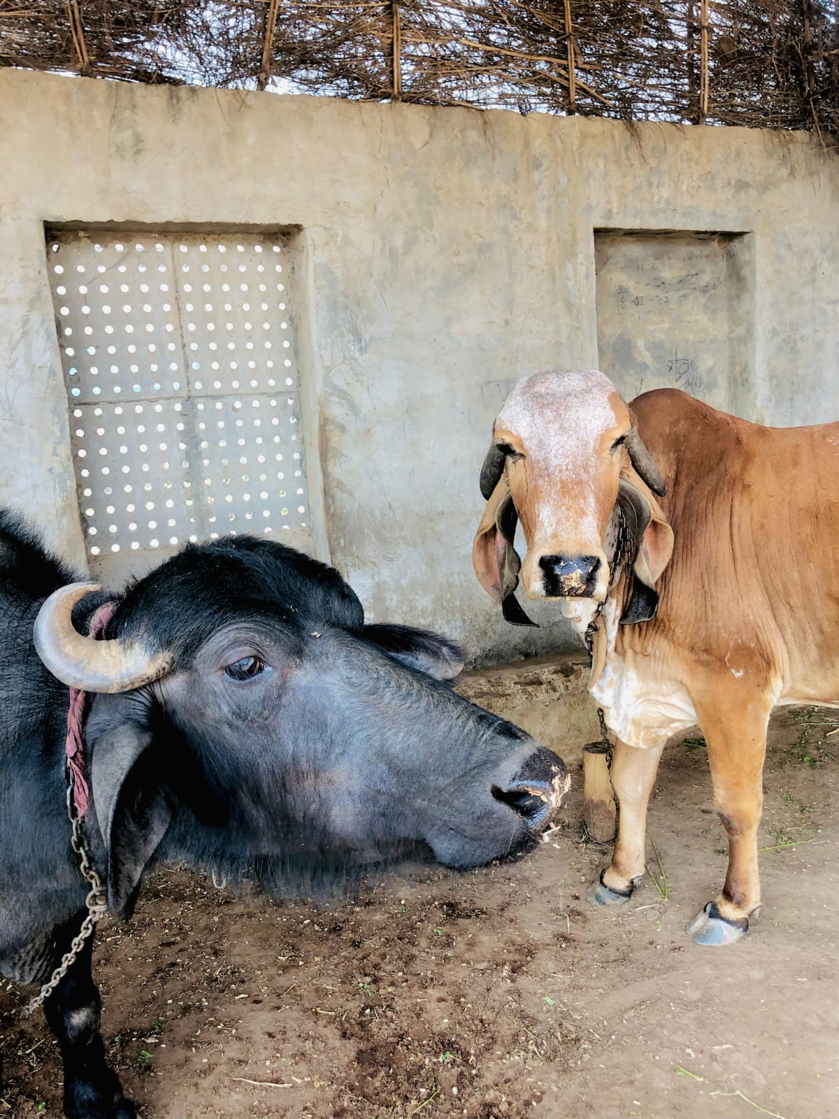 RADHARAJ ORGANIC - Gallery 4