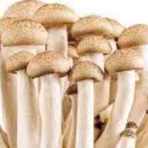 Quality Spores - Gallery 1