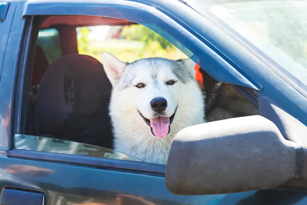 Boujee Mobile Pet Grooming - Gallery 7
