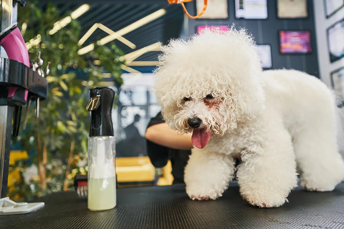 Boujee Mobile Pet Grooming - Gallery 6