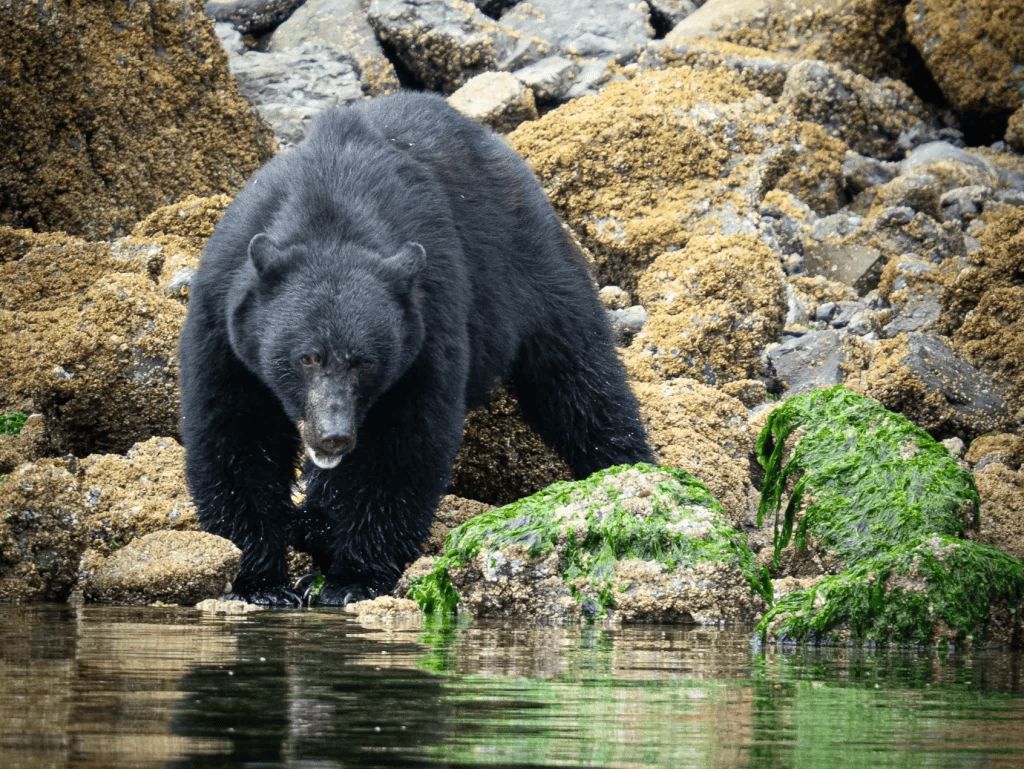 Whale Safaris - Gallery 1