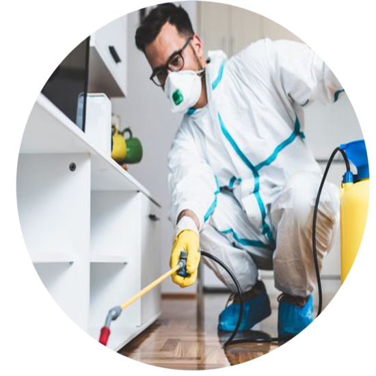 Cassini Pest Control - Gallery 1