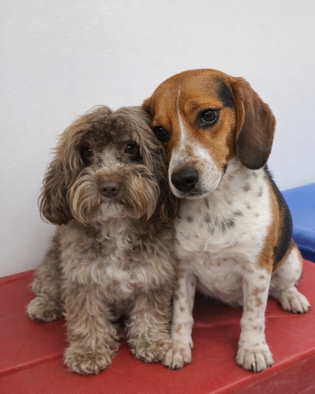 Diamond Kennels - Gallery 15