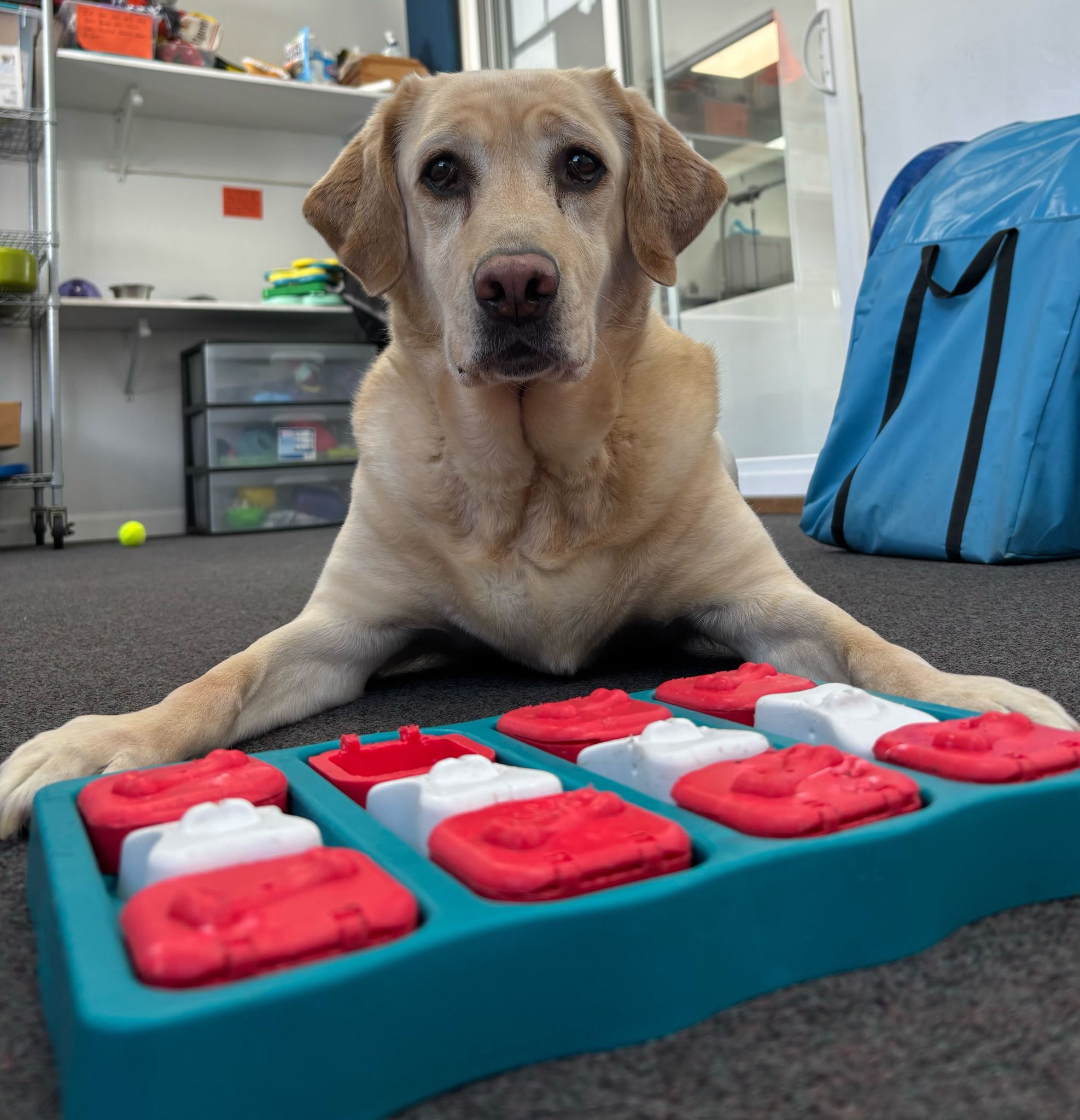 Diamond Kennels - Gallery 16