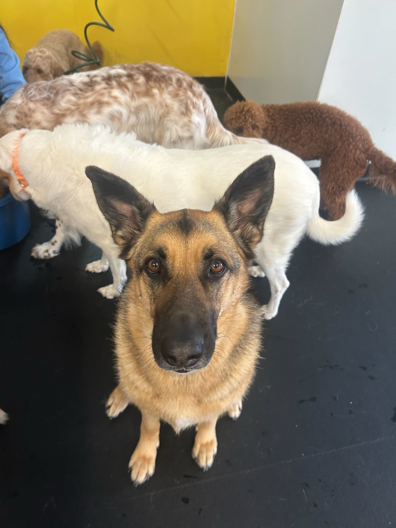 Diamond Kennels - Gallery 18