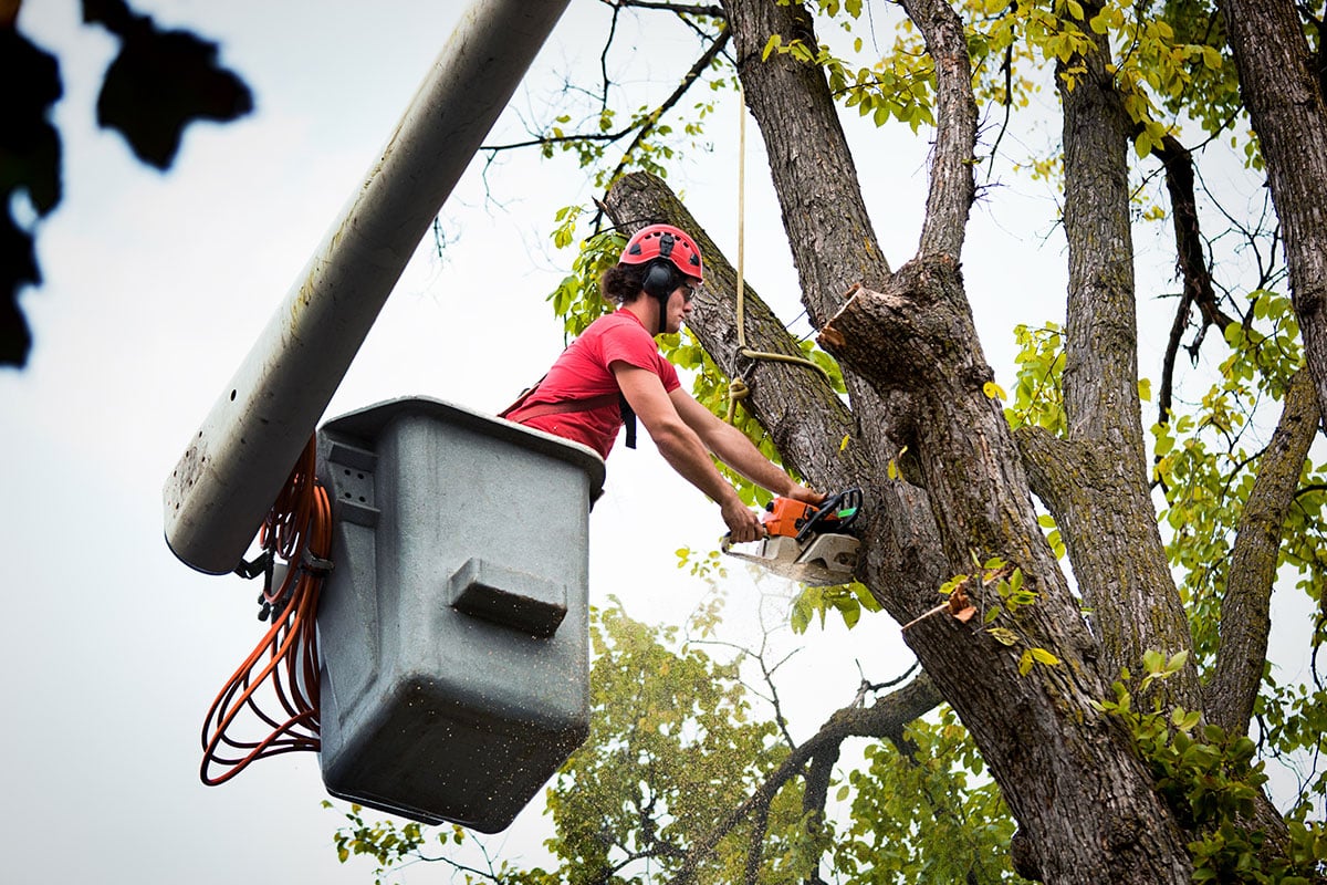 Rochester Tree Experts - Gallery 4