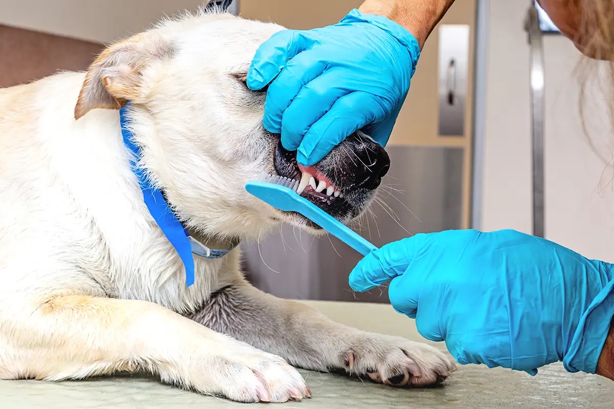 Boujee Mobile Pet Grooming - Gallery 9