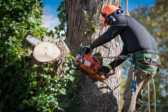 Rochester Tree Experts - Gallery 2
