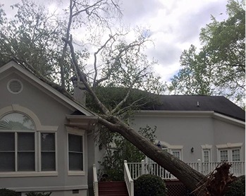 Porterfield Stump and Tree - Gallery 4