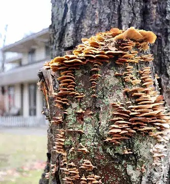 ArborCo Tree Care - Gallery 6