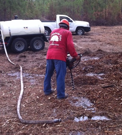 Champions Tree Preservation - Gallery 3