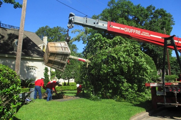Champions Tree Preservation - Gallery 7