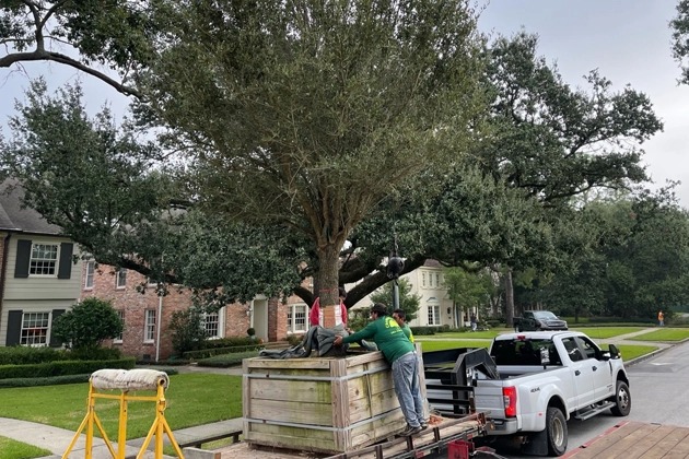 Champions Tree Preservation - Gallery 8