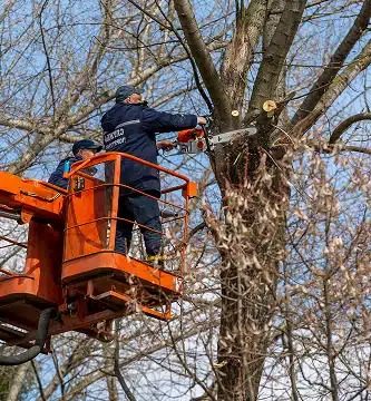 ArborCo Tree Care - Gallery 2