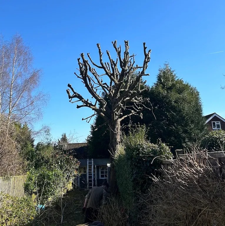 price tree and garden services - Gallery 2