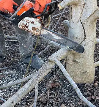 ArborCo Tree Care - Gallery 4
