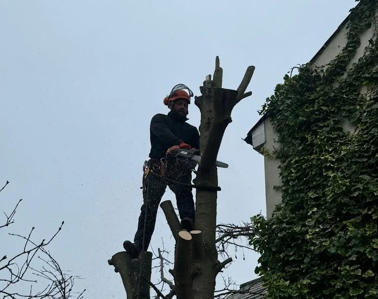 price tree and garden services - Gallery 3