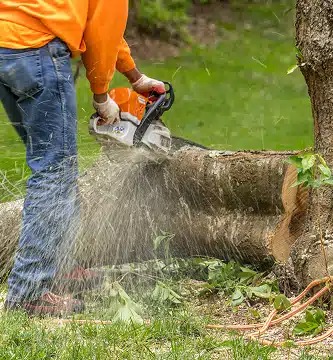 ArborCo Tree Care - Gallery 5