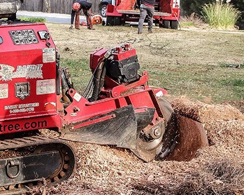 Porterfield Stump and Tree - Gallery 2