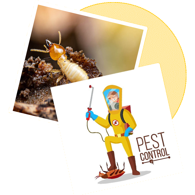Sorna Valli Pest Control - Gallery 1