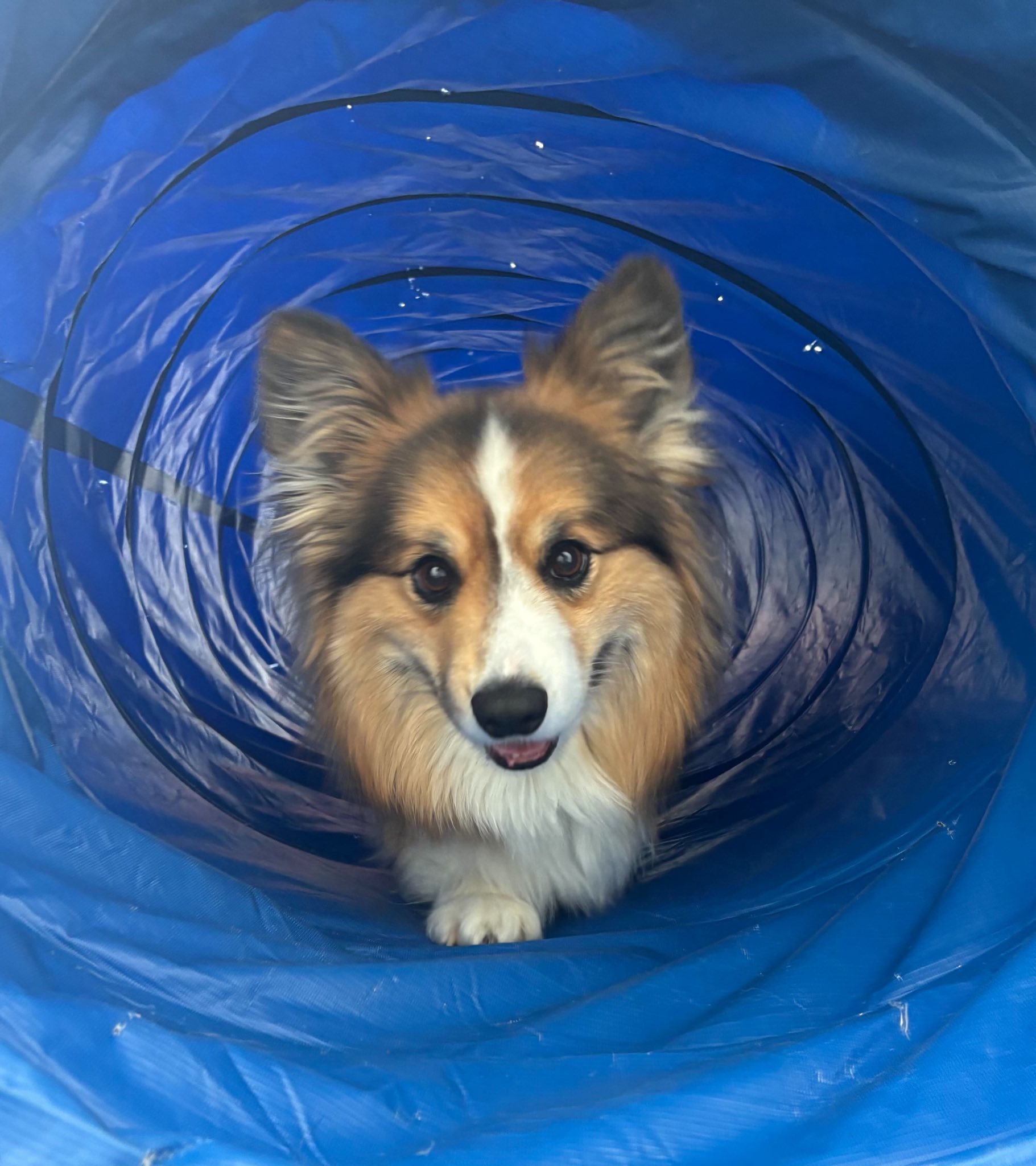 Diamond Kennels - Gallery 17