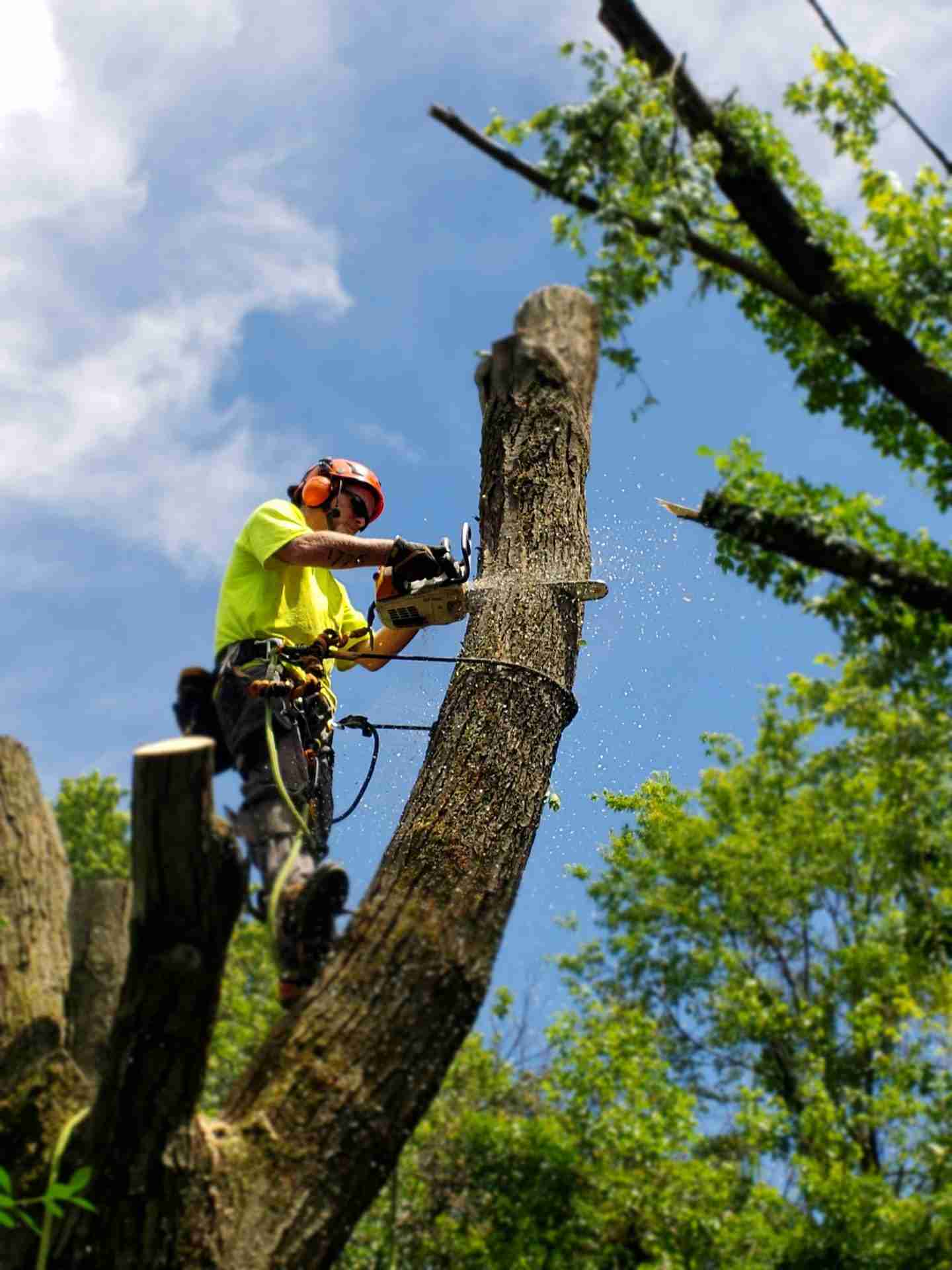 Rochester Tree Experts - Gallery 5