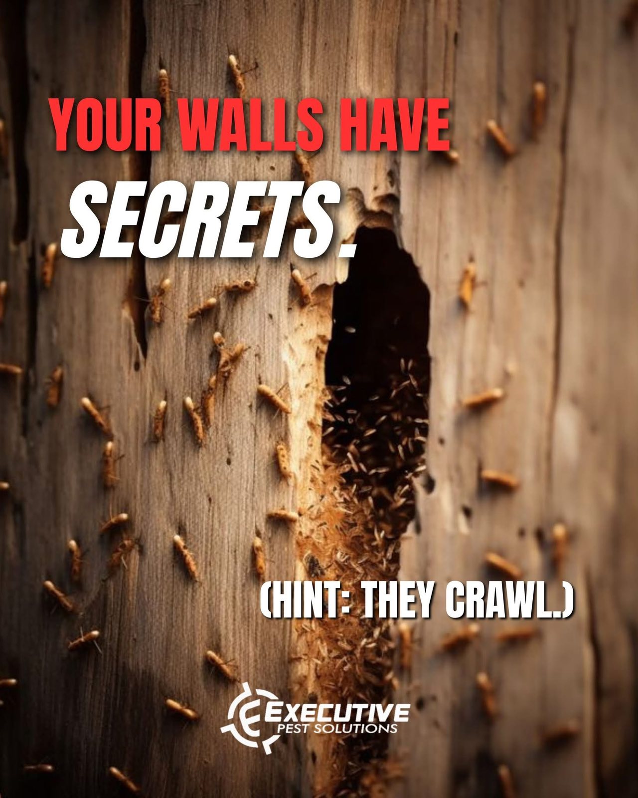 Executive Pest Solutions - Gallery 4